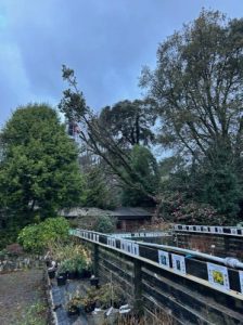 A tree over the KPK offices
