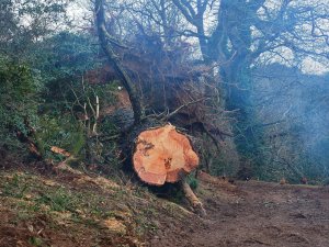 Another gigantic Pinus insignis