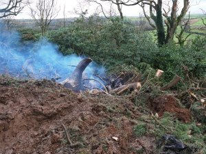 Another gigantic Pinus insignis