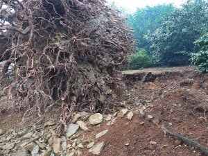 Another gigantic Pinus insignis