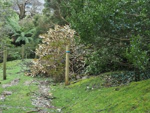 A huge beech tree has fallen