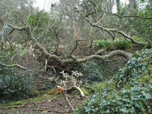 A huge beech tree has fallen