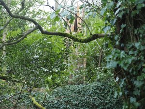A huge beech tree has fallen