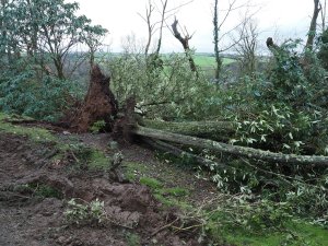 Multiple rhododendrons blown over below Hovel Cart Road