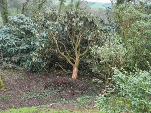 Rhododendron sinogrande and decorum uprooted
