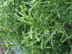 Athrotaxis laxifolia