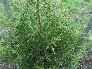 Athrotaxis laxifolia