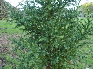 Athrotaxis selaginoides