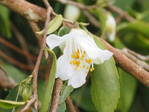 Camellia nokoensis