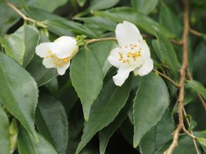 Camellia nokoensis