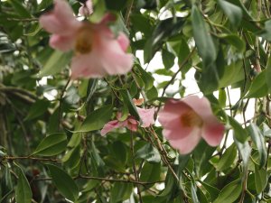 Camellia x williamsii ‘Daintiness’
