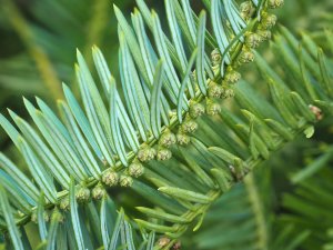 Cephalotaxus fortunei