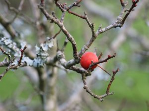 Crataegus aprica