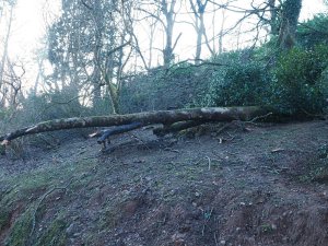 Above Trevennion holly