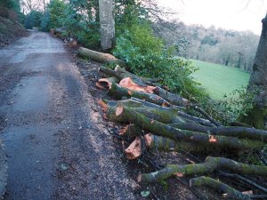 The other half of the beech tree