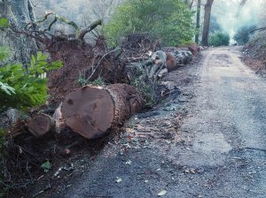 Two huge sweet chestnuts