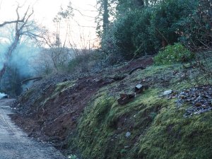 Two huge sweet chestnuts