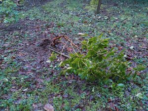 Even small rhododendrons blown completely out of the ground