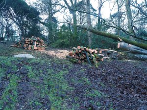 A huge beech across the path