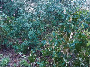 Rhododendron maddenii flattened