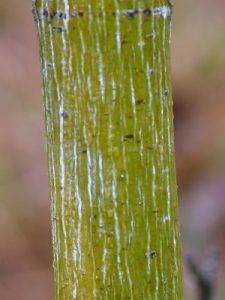Acer ‘Valley Phantom’