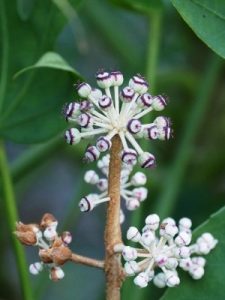 Fatsia polycarpa ‘Green Fingers’