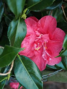 Camellia japonica ‘Diamond Head’