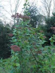 Viburnum treleasei