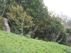 Magnolia grandiflora leaves on the top wall