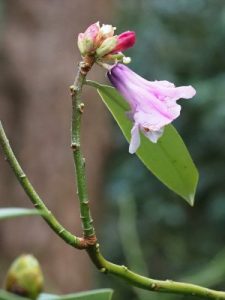 Rhododendron ririei
