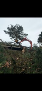 clearance of the Pinus insignis