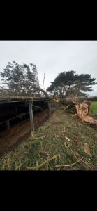 clearance of the Pinus insignis