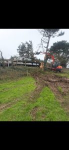 clearance of the Pinus insignis