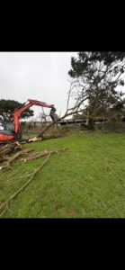 clearance of the Pinus insignis