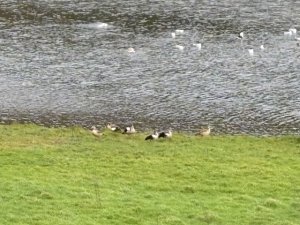 Strange geese visit the lake