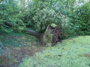 Another Pinus insignis