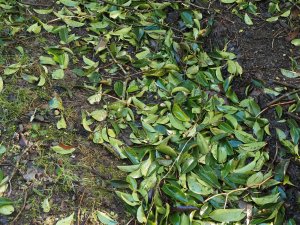 Camellia leaves blown off