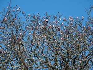Magnolia campbellii