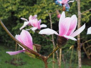 Magnolia sprengeri ‘Fire’