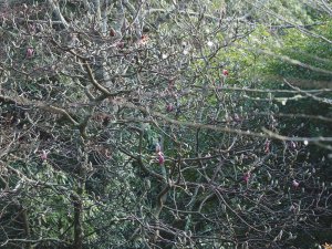Magnolia ‘Todds’ Fortyniner’