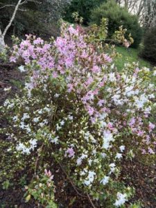 Azalea mucronatum ‘Lilacinum’