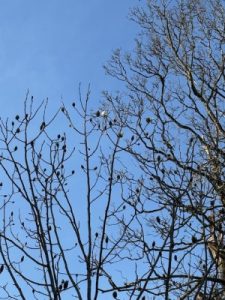 Magnolia campbellii ‘Valentine’s Torch’