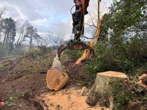 Another leaning oak felled