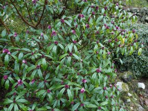 Daphne bholua ‘Mary Rose’