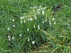 Galanthus elwesii