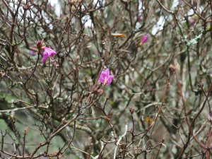 Rhododendron mucronulatum flowers