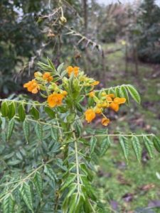 Senna stipulacea var. stipulacea