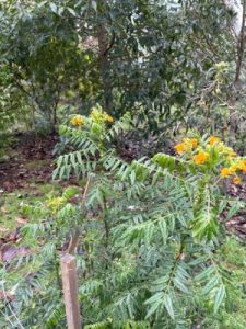 Senna stipulacea var. stipulacea