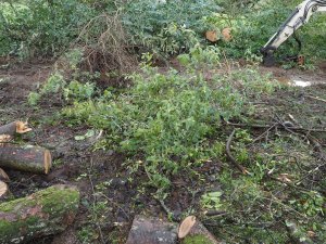 Rhododendron ‘Bo Peep’ (yellow) survives