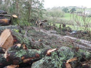 Ross is making real progress